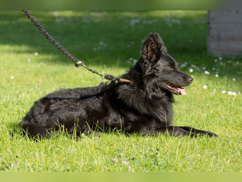 Raffi - sensibler Hund sucht sicheren Menschen - Tierhilfe Franken e.V.