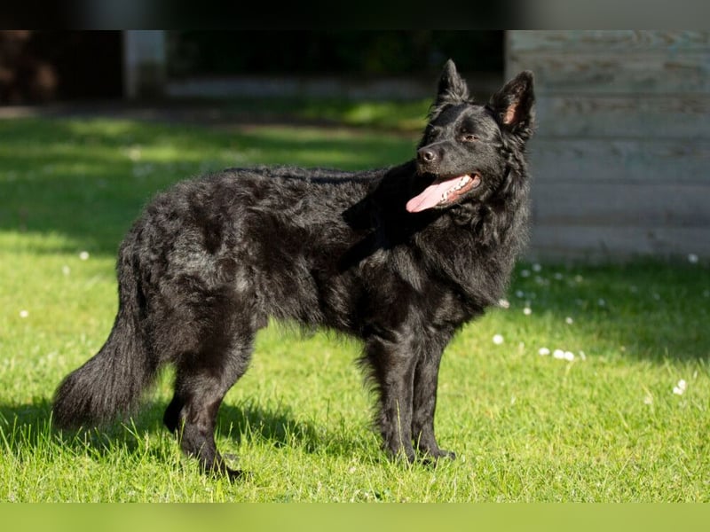 Raffi - sensibler Hund sucht sicheren Menschen - Tierhilfe Franken e.V.