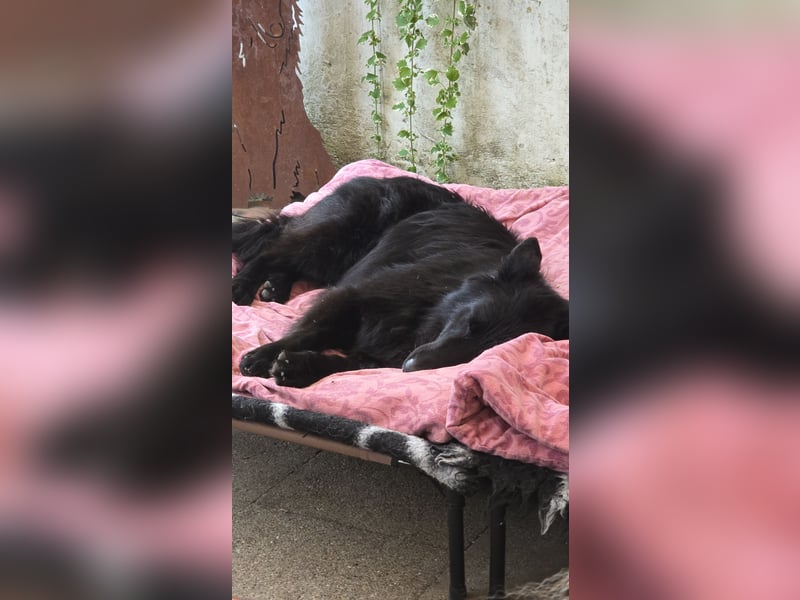 Groenendael suchen neues zu Hause