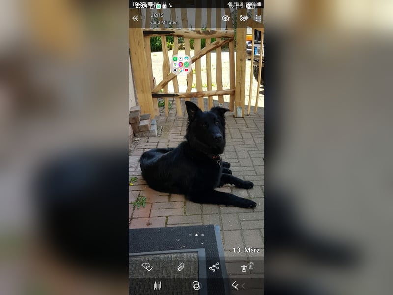 Groenendael suchen neues zu Hause