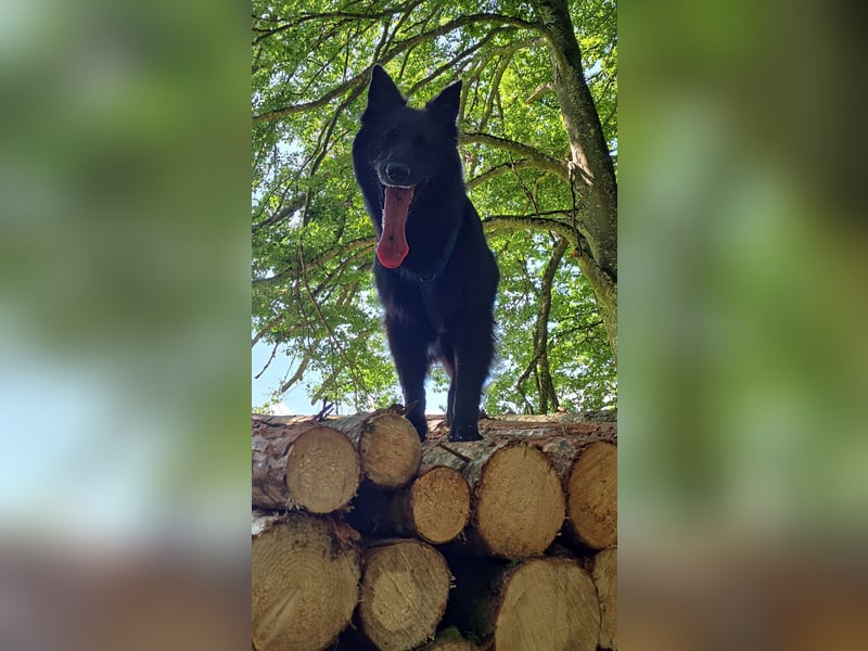 Groenendael suchen neues zu Hause
