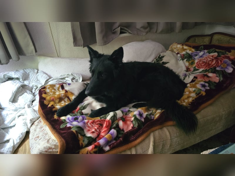 Groenendael suchen neues zu Hause