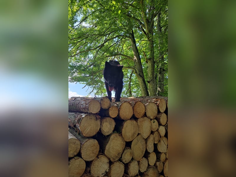 Groenendael suchen neues zu Hause