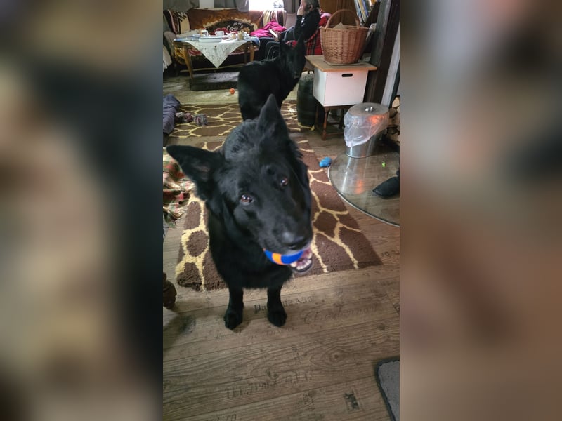 Groenendael suchen neues zu Hause