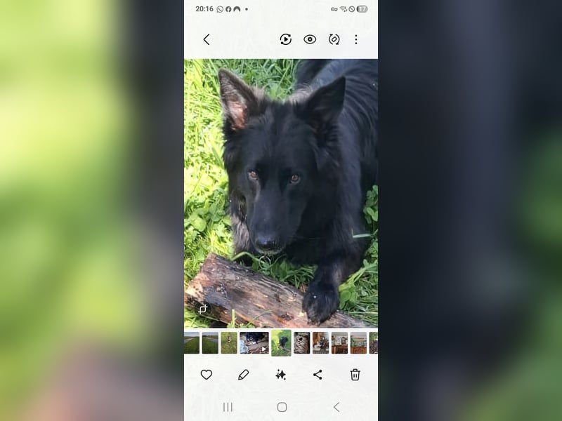 Groenendael suchen neues zu Hause