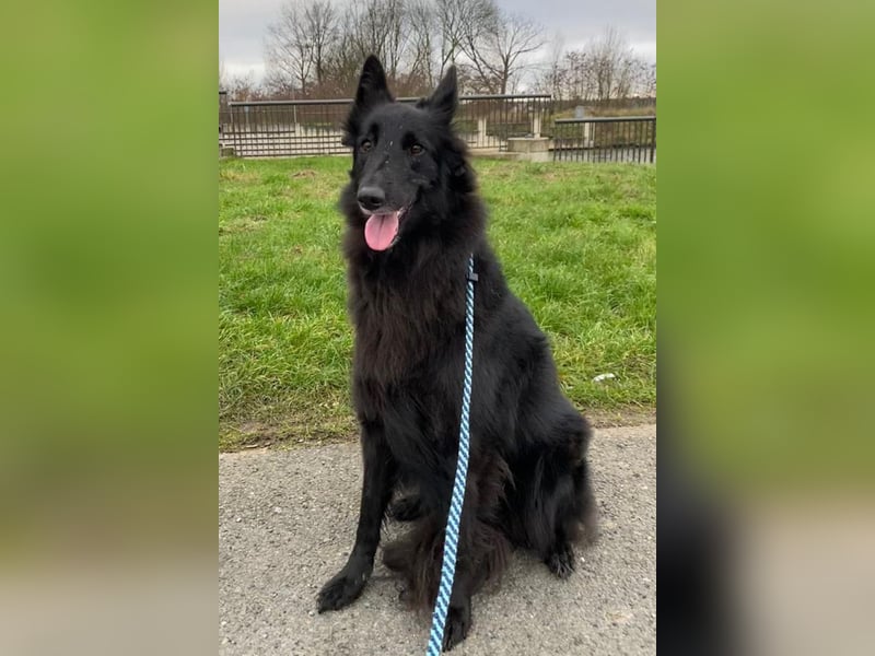 Nala ❤️ liebevolles, menschenbezogenes Fellnäschen!