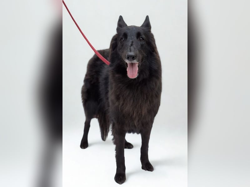 Nala ❤️ liebevolles, menschenbezogenes Fellnäschen!