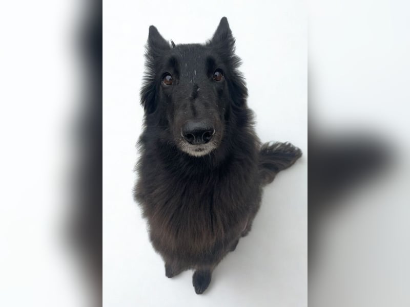 Nala ❤️ liebevolles, menschenbezogenes Fellnäschen!