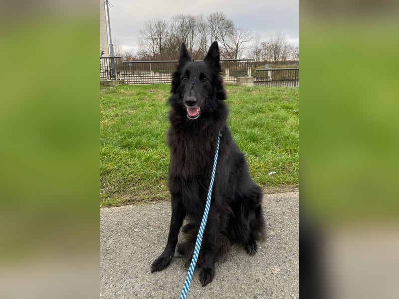 Nala ❤️ liebevolles, menschenbezogenes Fellnäschen!