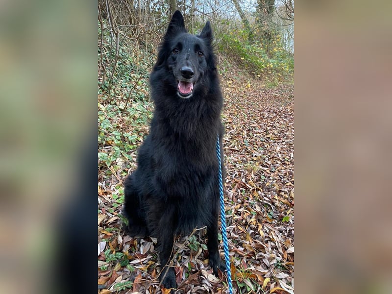 Nala ❤️ liebevolles, menschenbezogenes Fellnäschen!