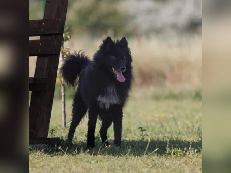 Wolf