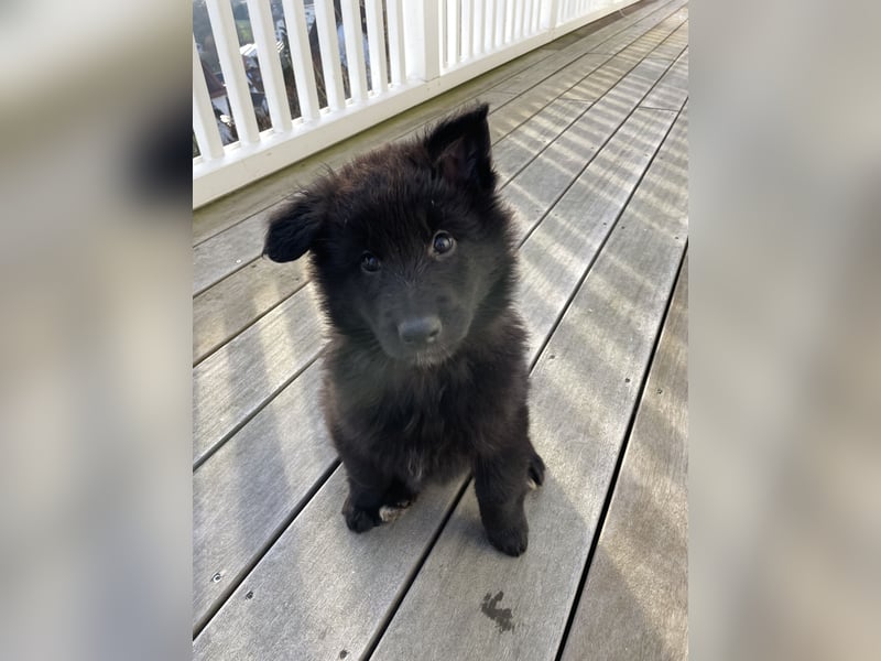 Belgischer Schäferhund Welpe