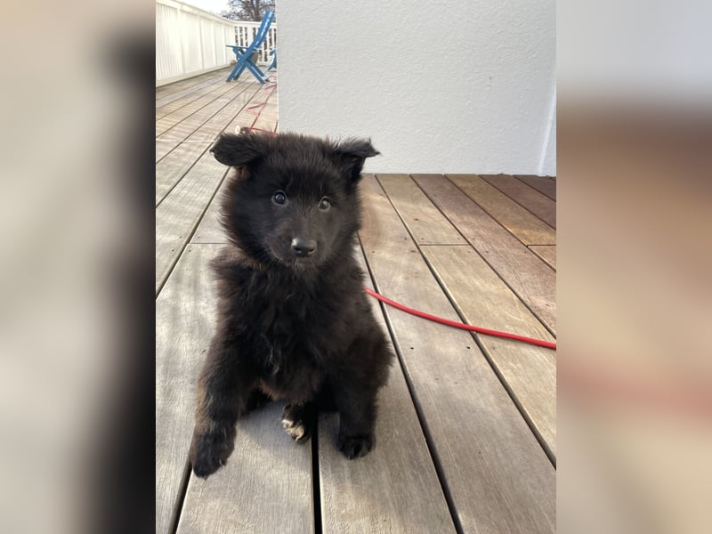 Welpen: Belgischer Schäferhund/Groenendael