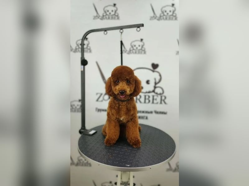 Groomer. Der Haarschnitt hat Hunde und Katzen gekämmt. Pflege-Kurse
