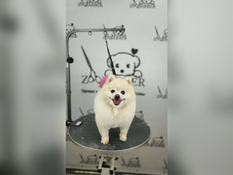 Groomer. Der Haarschnitt hat Hunde und Katzen gekämmt. Pflege-Kurse