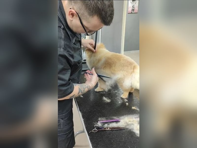 Groomer. Der Haarschnitt hat Hunde und Katzen gekämmt. Pflege-Kurse