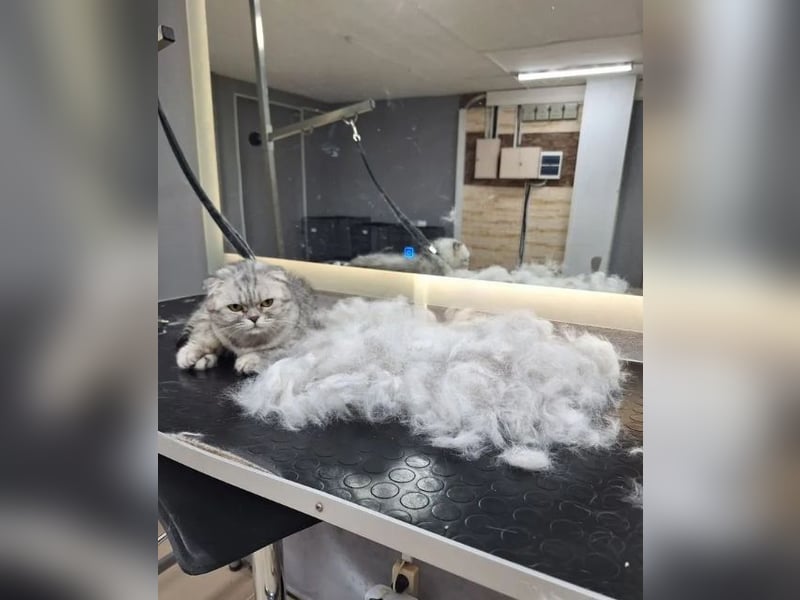 Groomer. Der Haarschnitt hat Hunde und Katzen gekämmt. Pflege-Kurse
