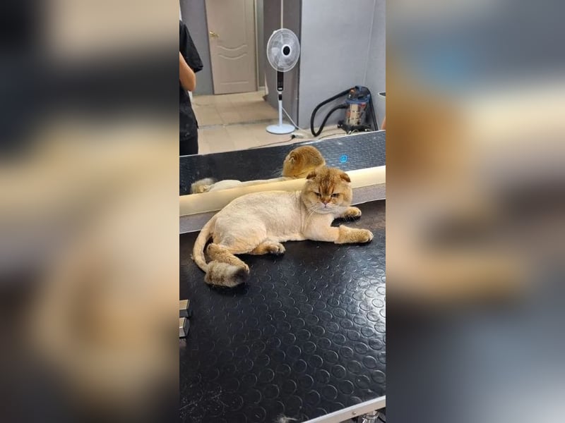 Groomer. Der Haarschnitt hat Hunde und Katzen gekämmt. Pflege-Kurse
