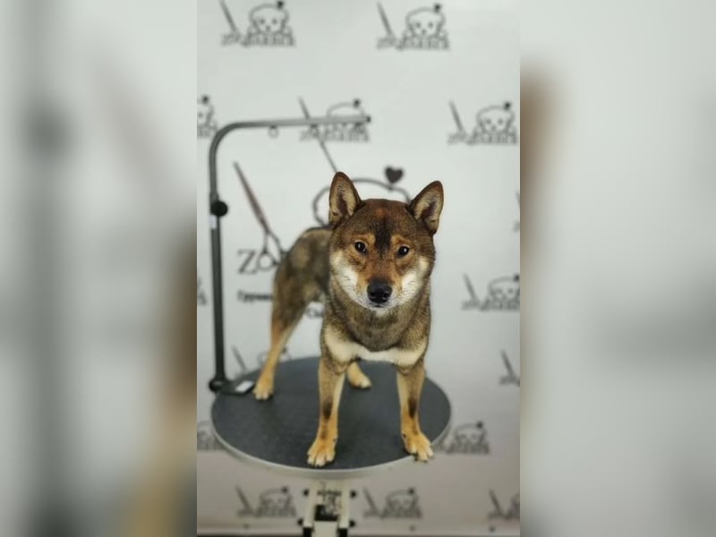 Groomer. Der Haarschnitt hat Hunde und Katzen gekämmt. Pflege-Kurse