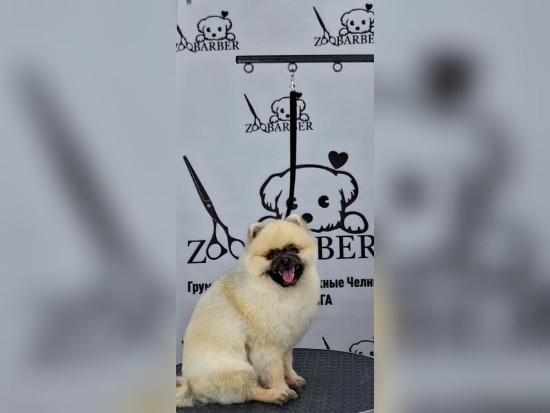 Groomer. Der Haarschnitt hat Hunde und Katzen gekämmt. Pflege-Kurse