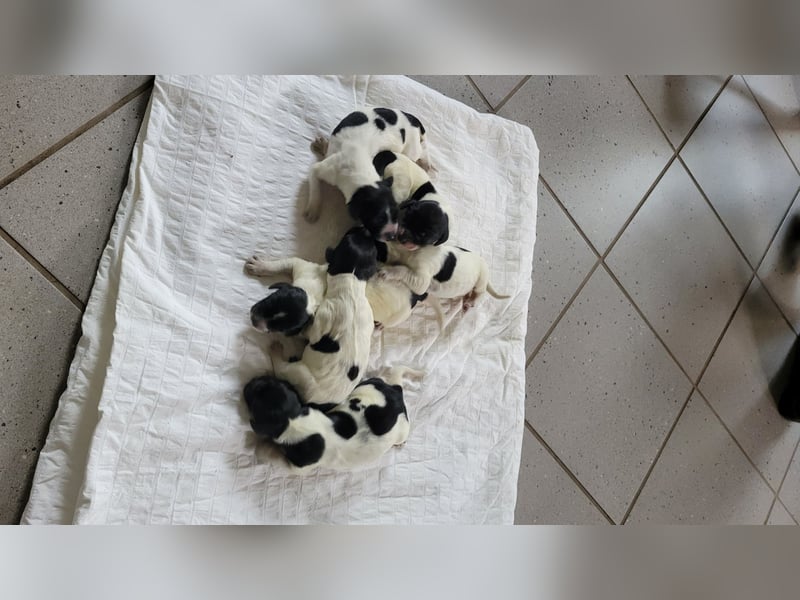 Große Münsterländer Welpen