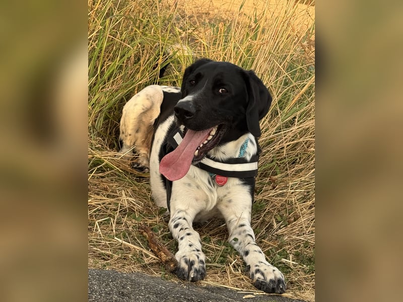 Lauffreudiger Familienhund
