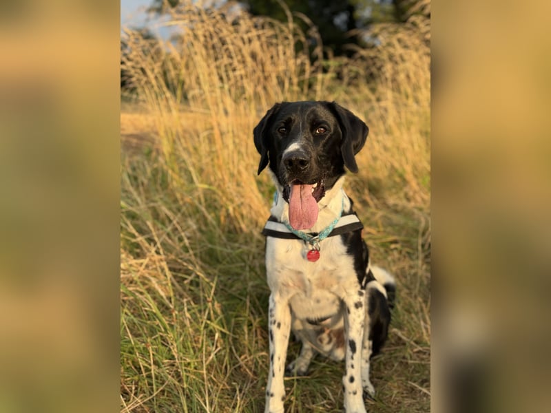 Lauffreudiger Familienhund