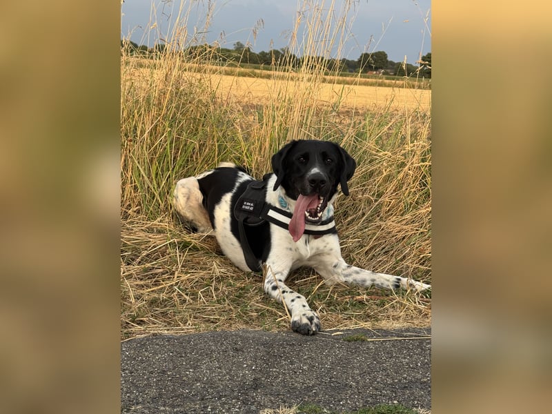 Lauffreudiger Familienhund