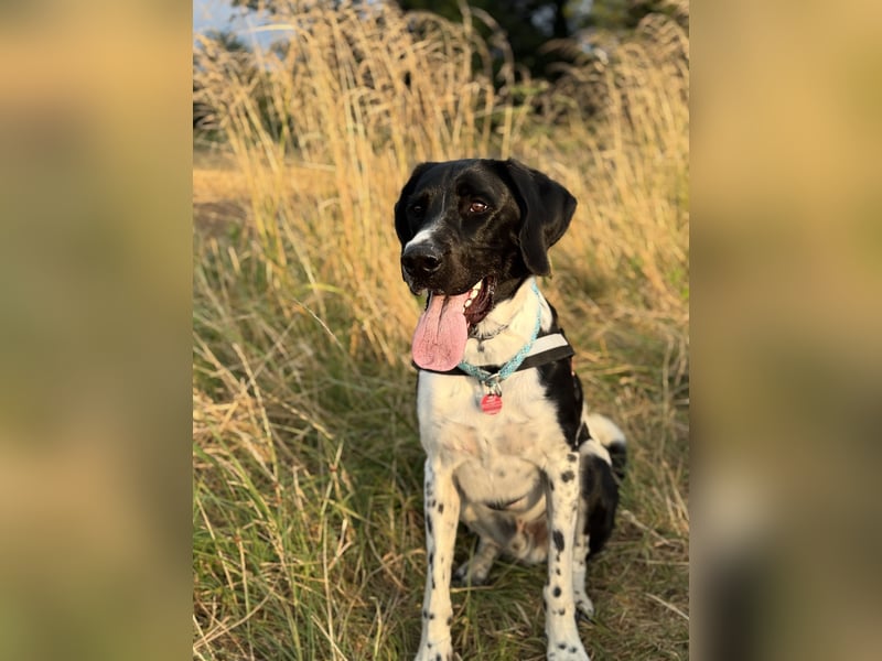 Lauffreudiger Familienhund