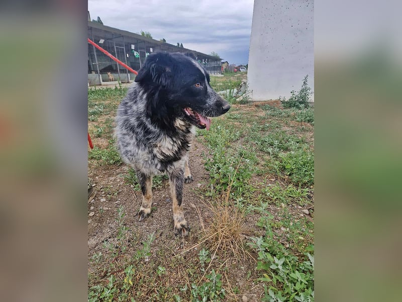 Ruby, lieb und gutmütig
