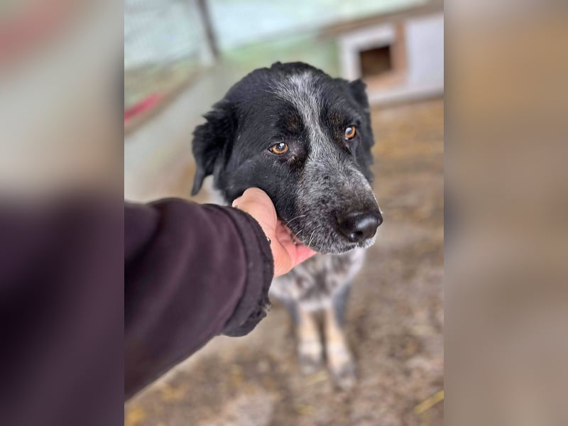 Ruby, lieb und gutmütig