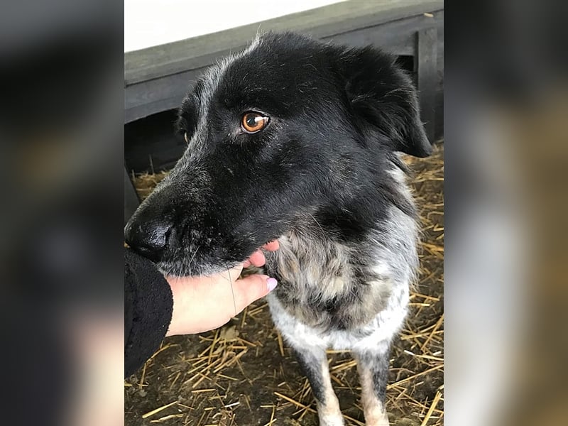 Ruby, lieb und gutmütig