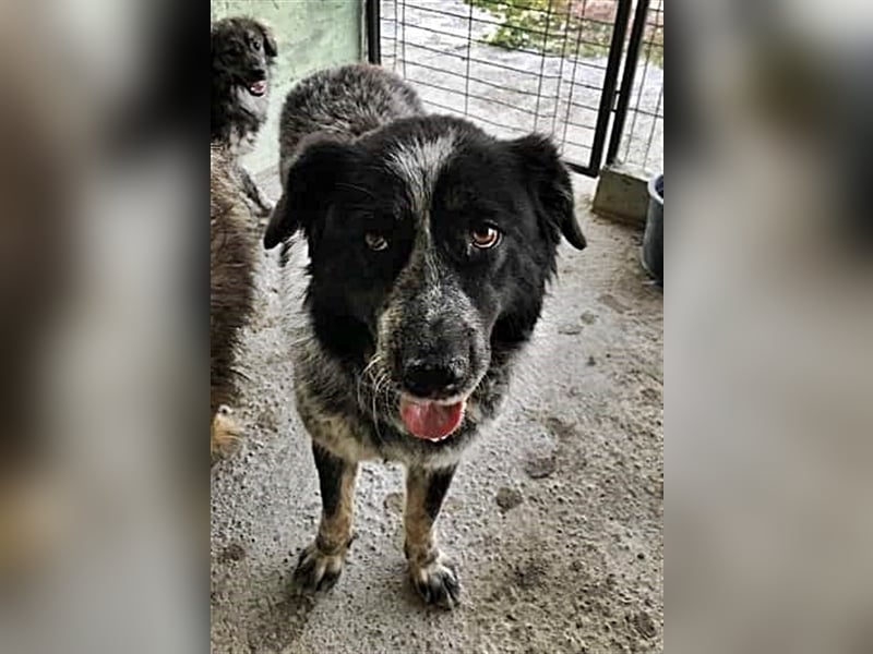 Ruby, lieb und gutmütig