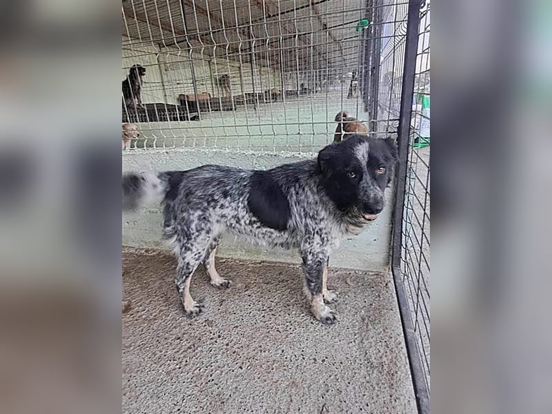 Ruby, lieb und gutmütig