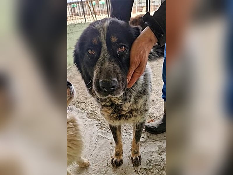 Ruby, lieb und gutmütig