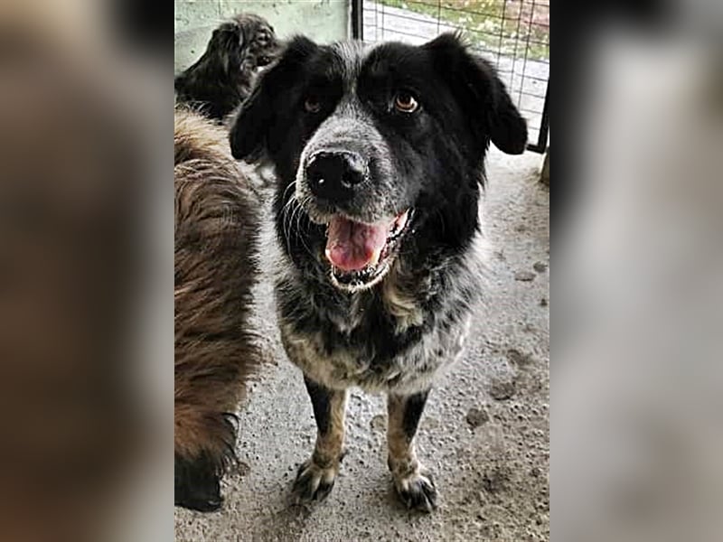 Ruby, lieb und gutmütig