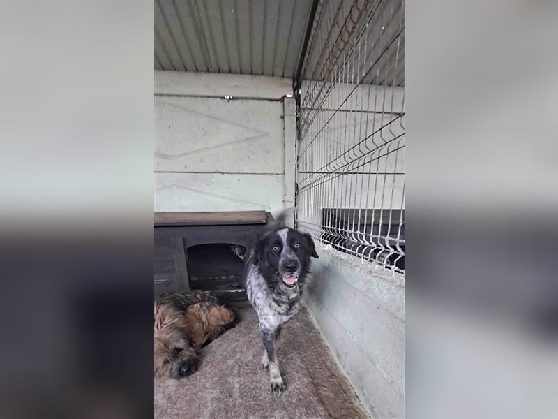 Ruby, lieb und gutmütig