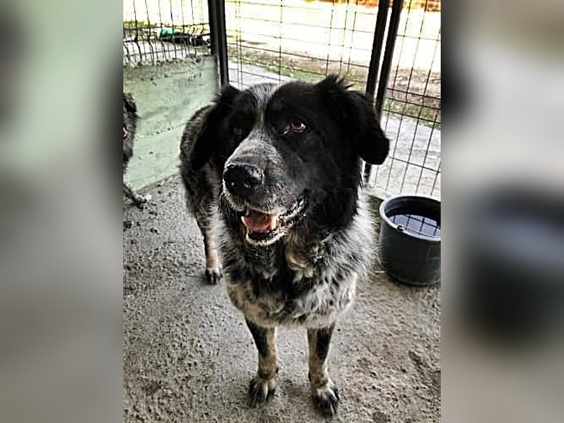 Ruby, lieb und gutmütig