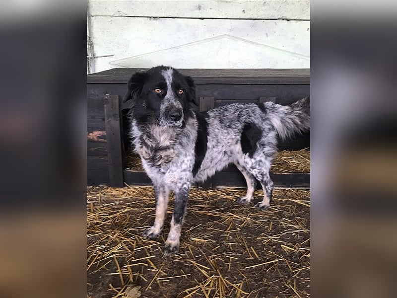 Ruby, lieb und gutmütig