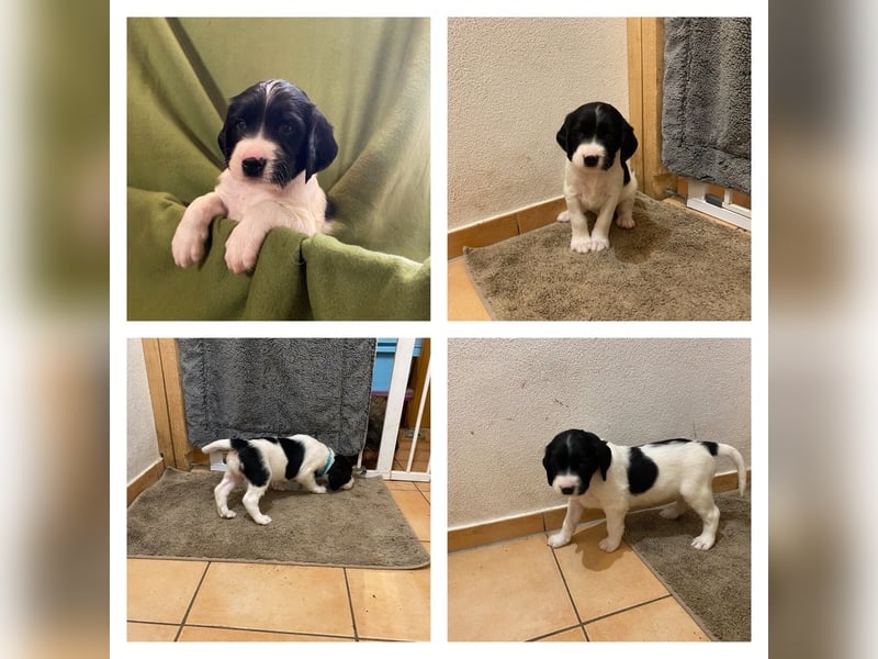 Große Münsterländer