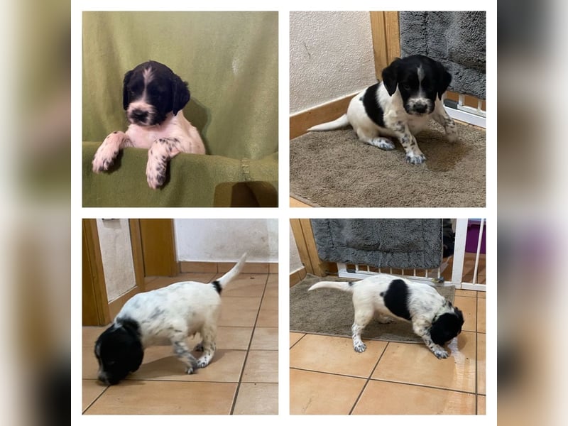 Große Münsterländer