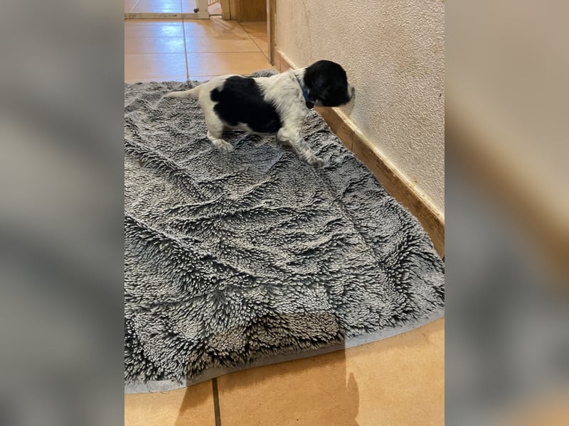 Große Münsterländer