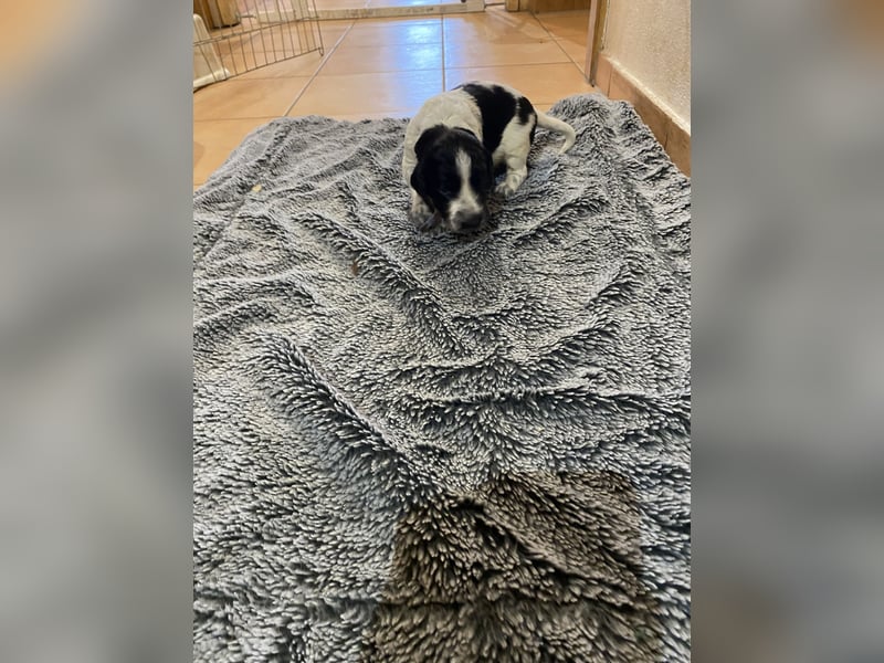 Große Münsterländer