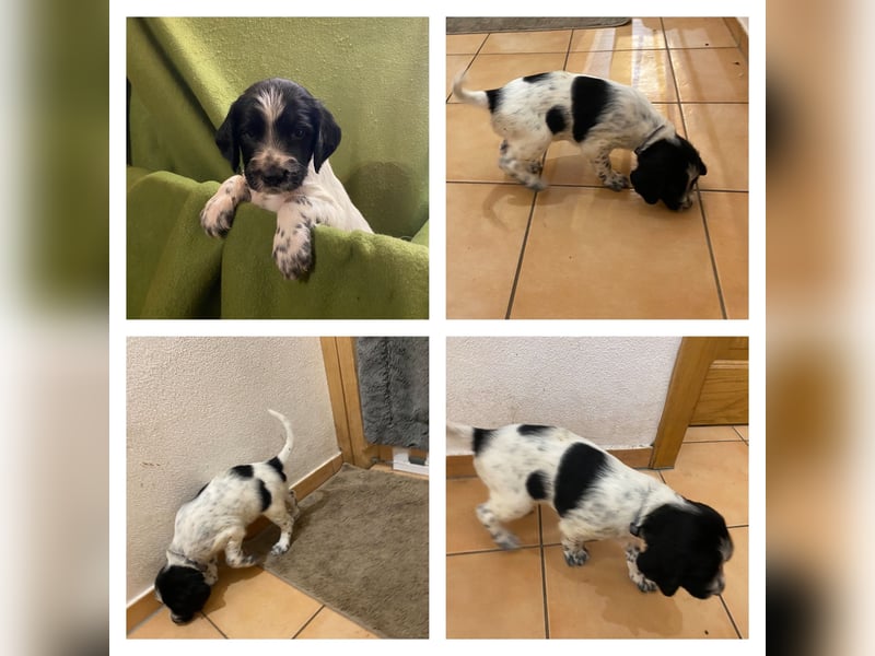 Große Münsterländer