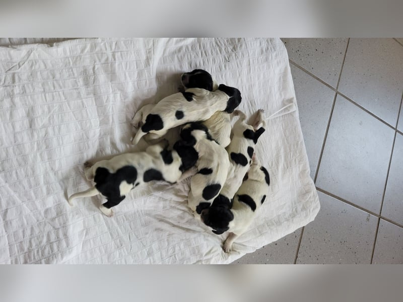 Große Münsterländer Welpen