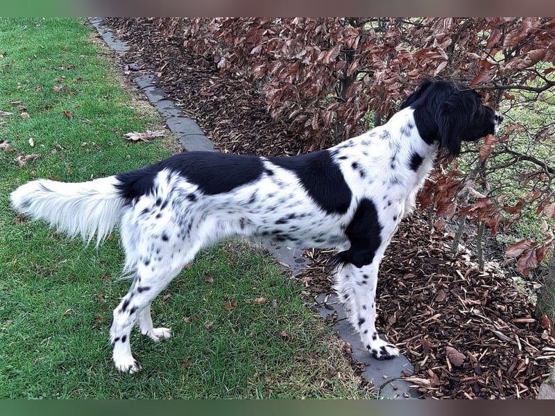 Große Münsterländer Welpen