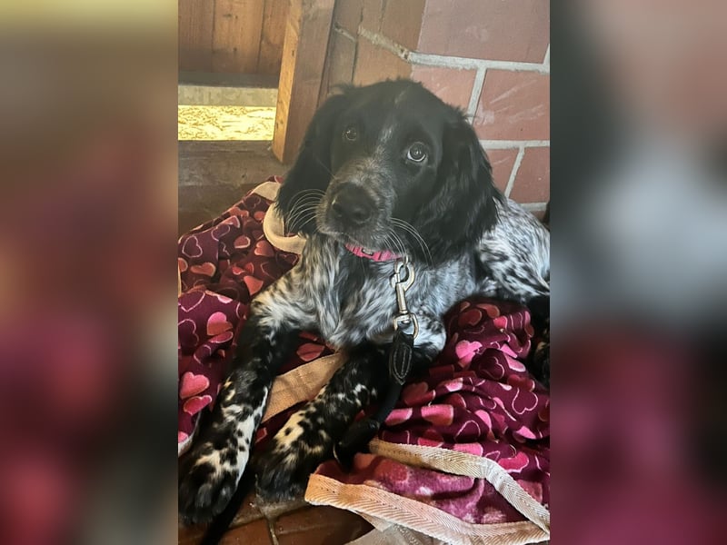 Großer Münsterländerwelpen