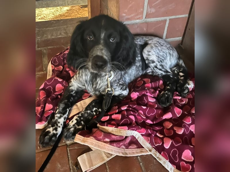 Großer Münsterländerwelpen