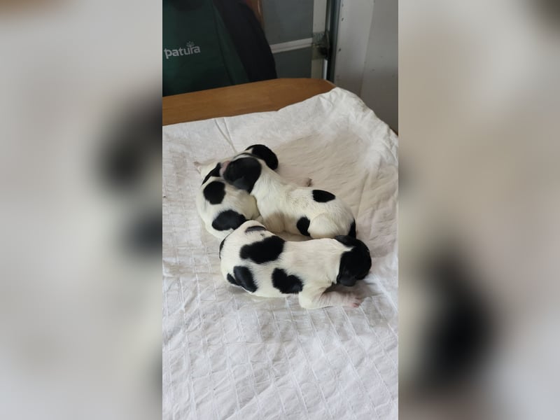 Großer Münsterländerwelpen