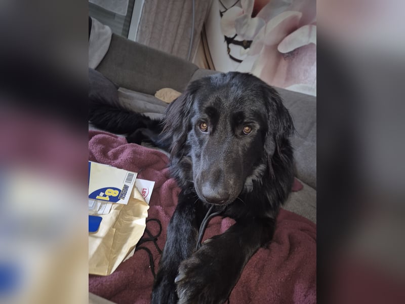 Liebevolles Zuhause mit Hundeerfahrung gesucht